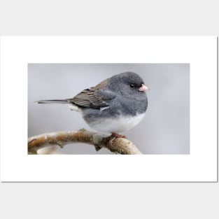 Cassiar Dark-Eyed Junco Sparrow: When East Meets West Posters and Art